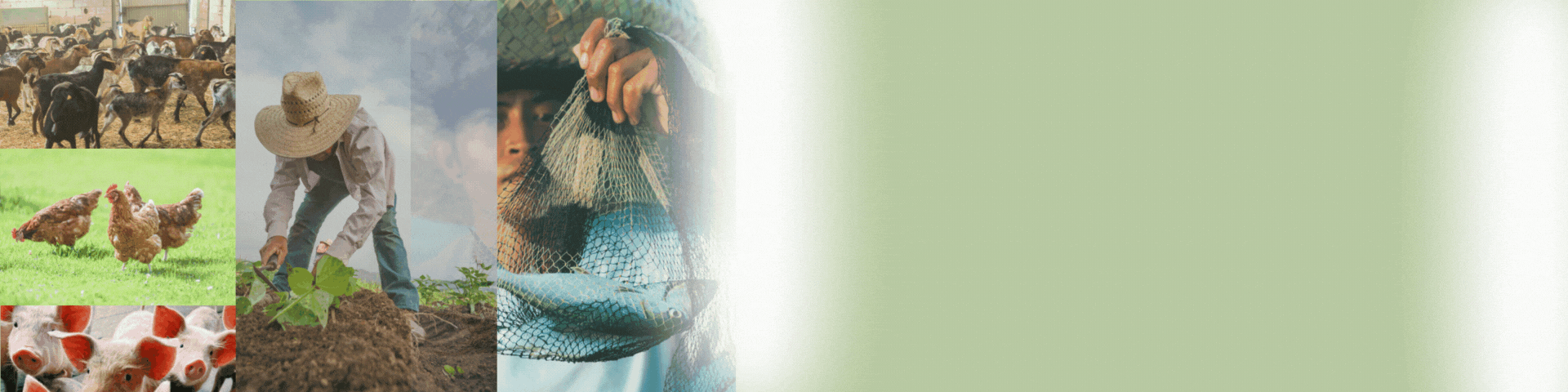 Q2 TLE 7 - Agricultural and Fishery Arts- AFA (M. ROSAURO)